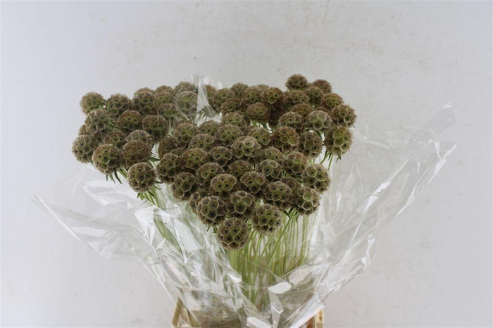 <h4>Scabiosa Stellata Seeds</h4>