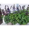 Salvia Purple Bloom 3 Klr Mixk