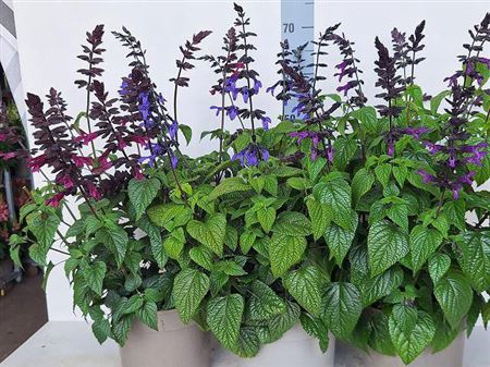 Salvia Purple Bloom 3 Klr Mixk