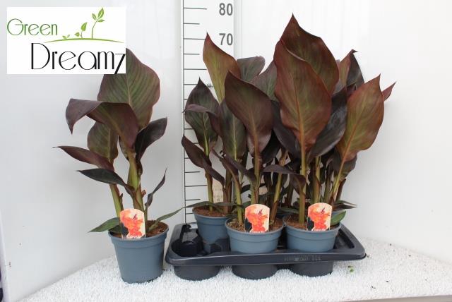 <h4>CANNA PACIFIC BEAUTY</h4>