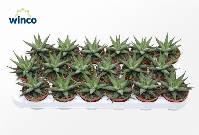 Haworthia Fasciata Concolor