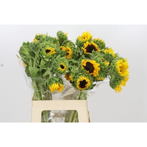 Helianthus Orange Fire