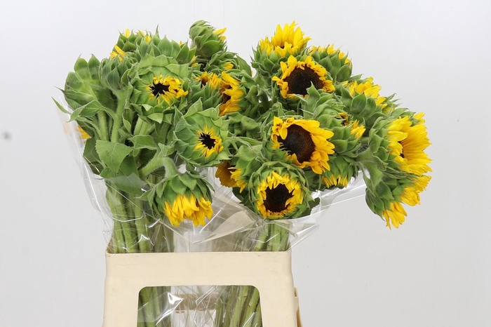 <h4>Helianthus Orange Fire</h4>