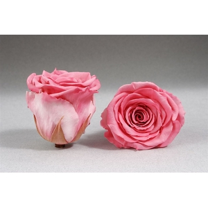 PRESERVED ROSA LL BIC 09