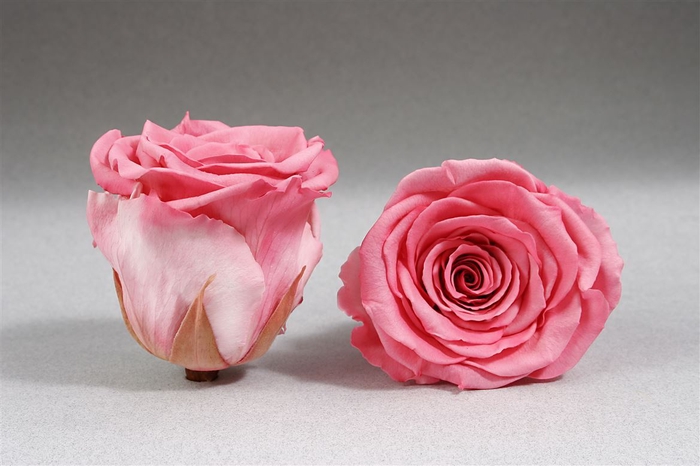 <h4>PRESERVED ROSA LL BIC 09</h4>