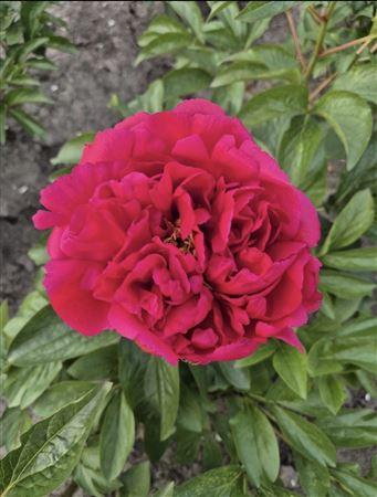 <h4>Paeo Hh Sym In Rosso</h4>