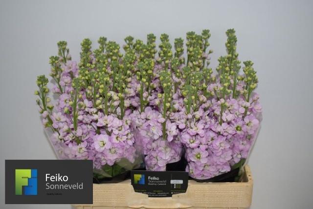 <h4>MATTH MATHILDA PINK</h4>