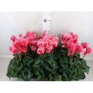 Cyclamen GR 'Halios Curly Litchi'