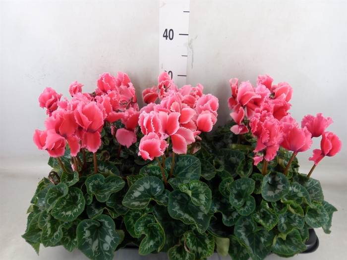 <h4>Cyclamen GR 'Halios Curly Litchi'</h4>