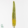 Eremurus Yellow Cleo