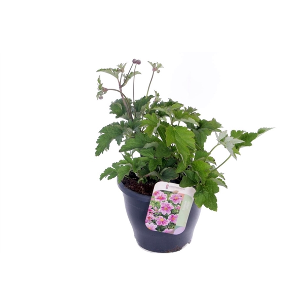 <h4>Anemone hupehensis Princess Pink</h4>