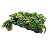 Pilea Mo Moon Valley