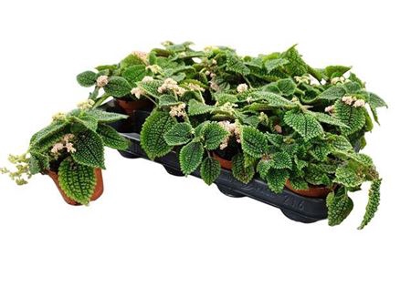 Pilea Mo Moon Valley