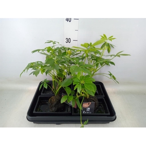 Arr.   Kamerplant Groen H%