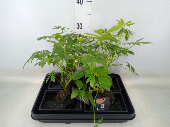 <h4>Arr.   Kamerplant Groen H%</h4>