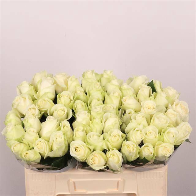 <h4>R Gr Snowstorm+</h4>