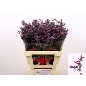 Limonium 'Safora Dark Blue'