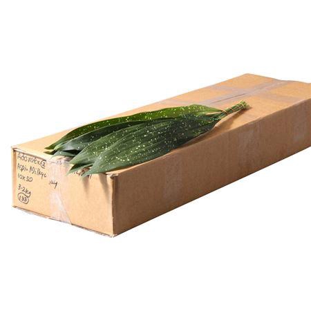 <h4>Aspidistra Milky Way</h4>