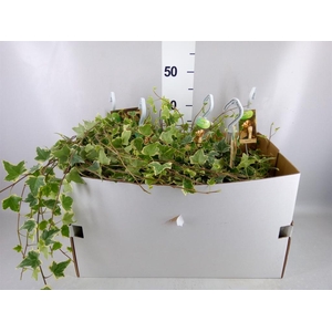 Hedera helix 'Eva'
