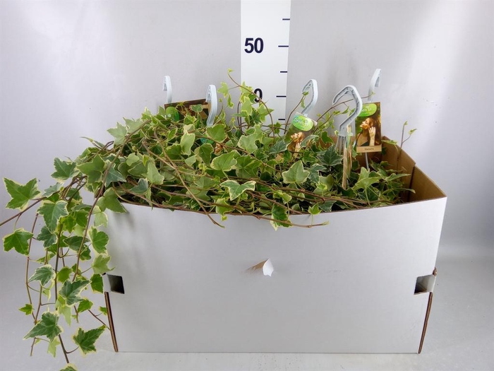 <h4>Hedera helix 'Eva'</h4>