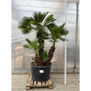 Chamaerops Humilis 002 - 300cm