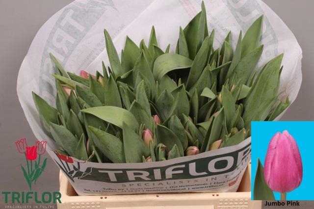 <h4>TU EN JUMBO PINK</h4>