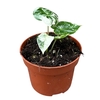 Alocasia