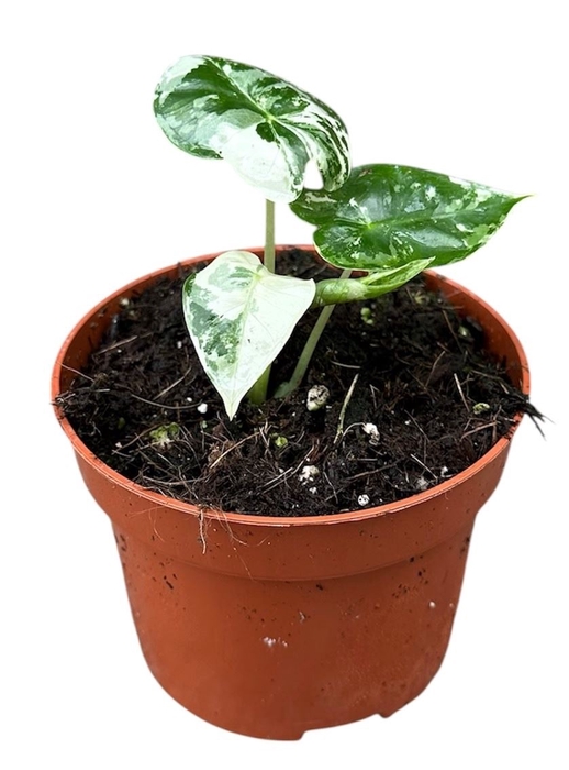 Alocasia