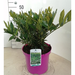 Prunus laurocerasus Otto Luyken 21Ø 50cm