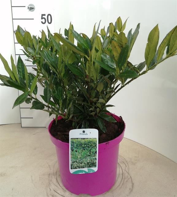 Prunus laurocerasus Otto Luyken 21Ø 50cm