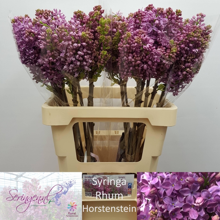 <h4>SYR V R V HORSTENST</h4>