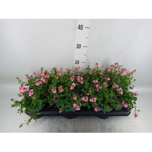Diascia  'FlyColors Trail Antiq Ro'