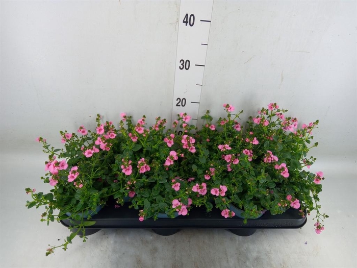 <h4>Diascia  'FlyColors Trail Antiq Ro'</h4>