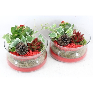 arr2 PL - Glas schaal tulp - rood