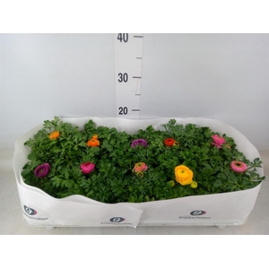 Ranunculus  'Sprinkles Dwarf'  .mix