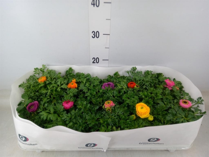 <h4>Ranunculus  'Sprinkles Dwarf'  .mix</h4>