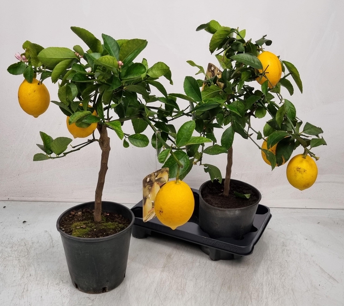 <h4>CITR MEYERI MEYER</h4>