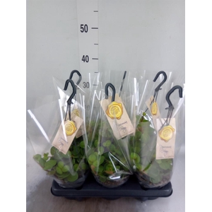 Peperomia tetraphylla 'Hope'