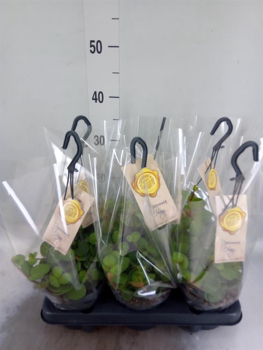 <h4>Peperomia tetraphylla 'Hope'</h4>