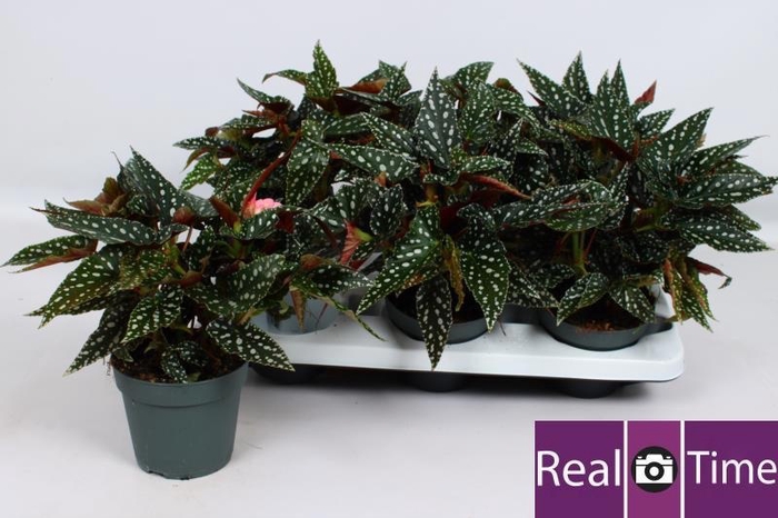 <h4>BEG MA SPOTL GREEN</h4>