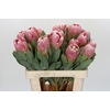 Protea Penny Pink