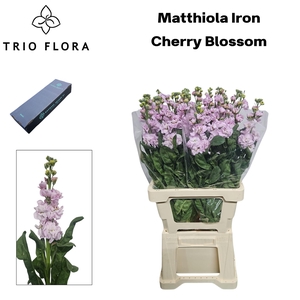 MATTH IRON CHERRY BL Box L 60
