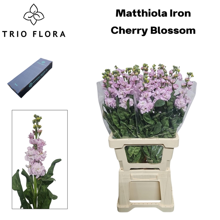 <h4>MATTH IRON CHERRY BL Box L 60</h4>
