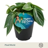Peperomia Overig Sarcophylla