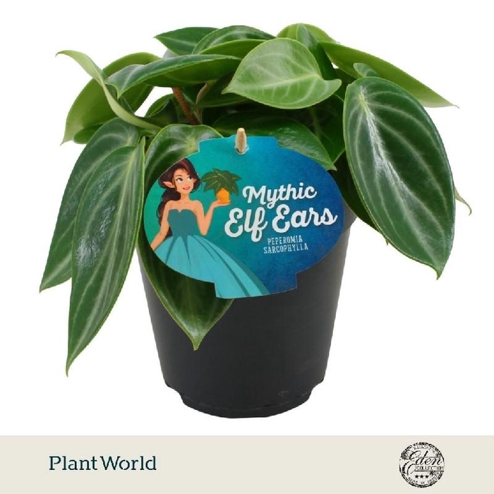 Peperomia Overig Sarcophylla