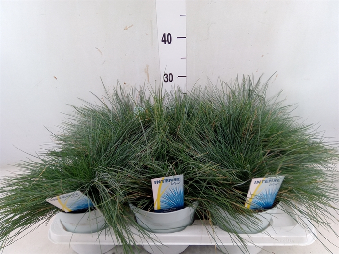 <h4>Festuca glauca 'Intens Blue'</h4>