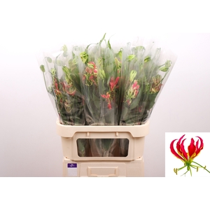 GLORIOSA S FIFT SHAD