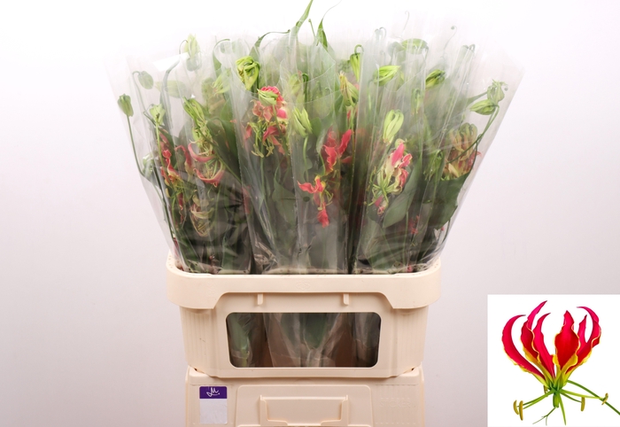 GLORIOSA S FIFT SHAD