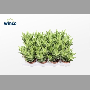 ALOE SQUARROSA
