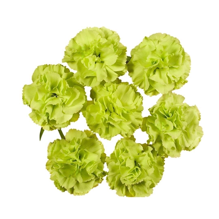 <h4>DI TR BAMBOO</h4>